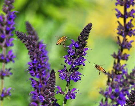 Salvias Plant Care And Collection Of Varieties