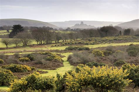 Purbeck Heaths Dorset Area Of Outstanding Natural Beauty