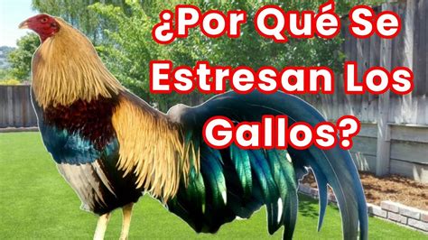 Evita Que Tus Gallos Se Estresen Elpoderdelpollo2342 YouTube