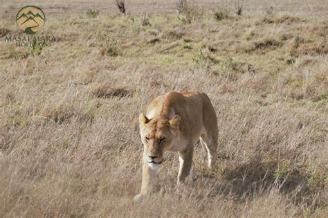 Lions in Masai Mara National Reserve - Masai Mara Holidays