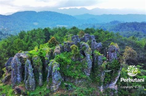 Perhutani Bukit Sebutrong Wisata Unik Perhutani Di Perbatasan Yogya