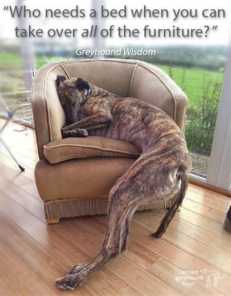 89 Best Greyhound Memes And Funny Greyhound Pics Images On Pinterest