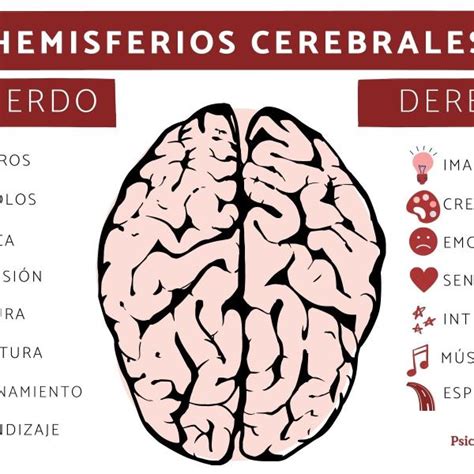 Funciones De Los Hemisferios Cerebrales Entrada El Funcionamiento Del