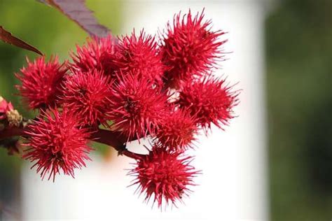 Stiai Ca ULEIUL De RICIN Ajuta La Vindecarea Artritei Sciaticii Si A