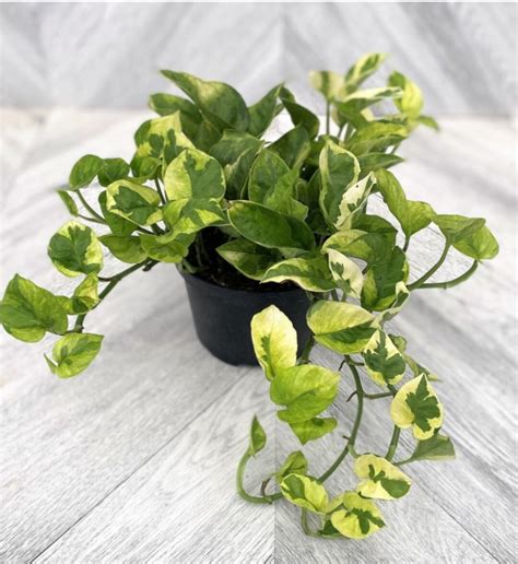 Lemon Meringue Pothos Cutting Etsy