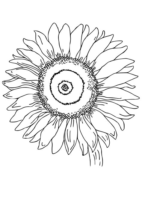 Plants Vs Zombies Sunflower Coloring Pages