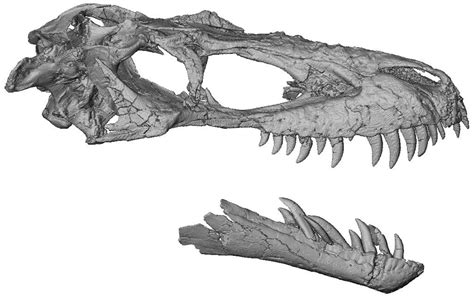 Study Finds Important Differences Among ‘teenage Tyrannosaurs News