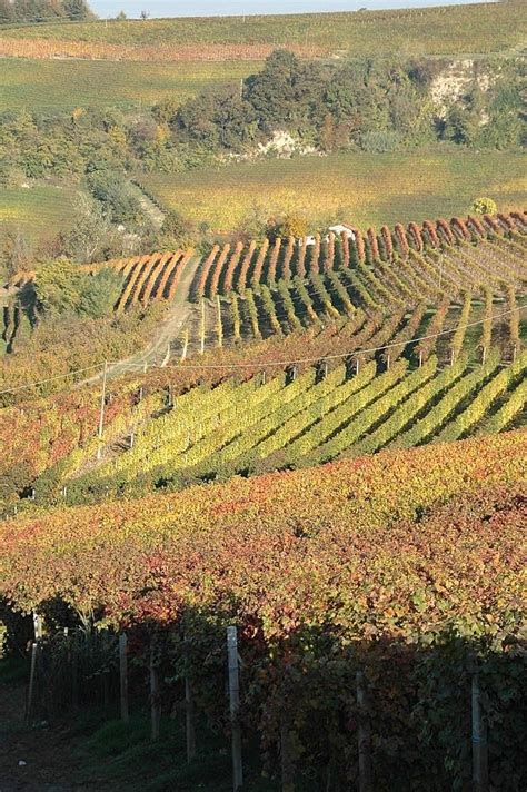 Kebun Anggur Anggur Musim Gugur Piemonte Foto Latar Belakang Dan Gambar