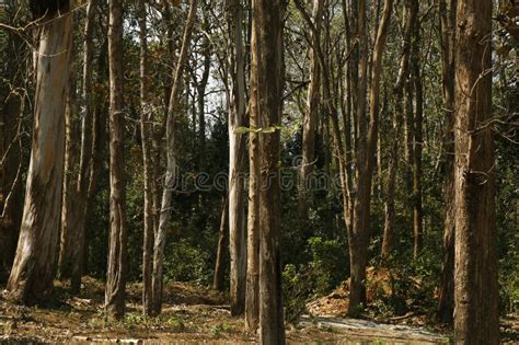 Thick Forest In Kerala India With Teak And Eucalyptus Trees Stock Photo