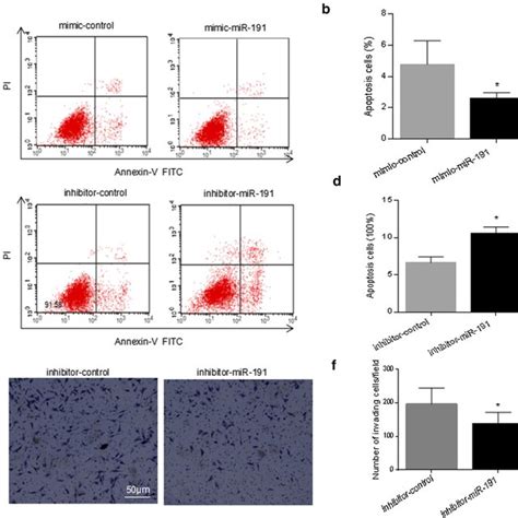 miR 191 regulates C EBPβ expression in RA FLS a quantitative RT PCR