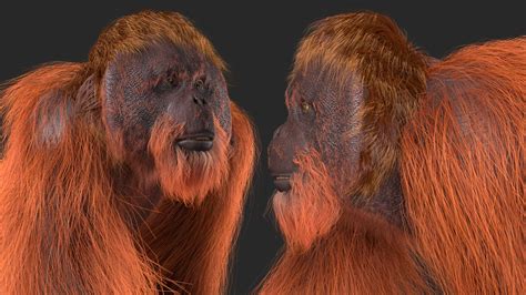 Orangutan Walking Fur 3d Model 129 Max Free3d