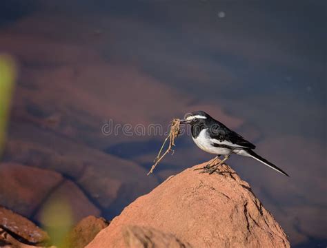 Small Bird White Browed Wagtail Motacilla Maderaspatensis Perched