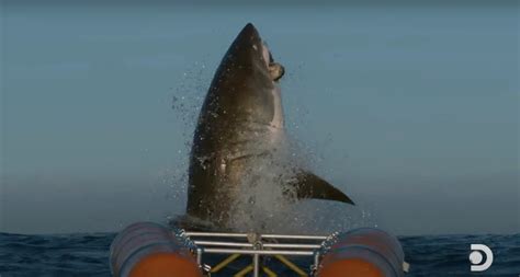 Massive Great White Shark Caught On Camera Animals Around The Globe