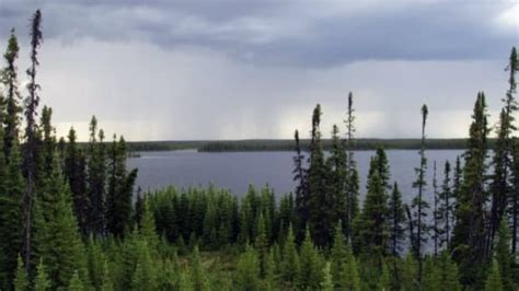 Save Half Of Boreal Forest From Development Scientists Urge Cbc News