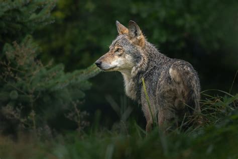 Wolf Bijt Schapen Dood In Poppel RTV