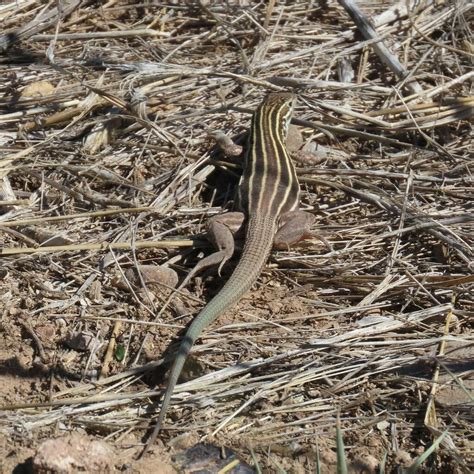 Desert Grassland Whiptail From Cochise County Az Usa On May