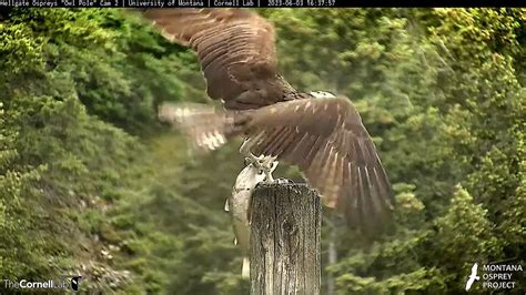 Hellgate Osprey On Twitter 16 37 6 3 Iris Hauls In Another Huge