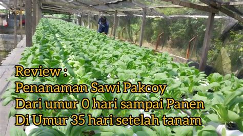 Review Penanaman Sayur Pakcoy Hidroponik Dari Umur 0 Hari Sampai Panen