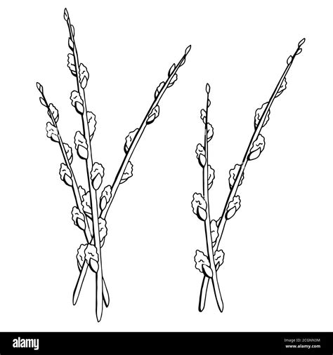 Pussy Willow Graphic Black White Isolated Sketch Illustration Vector Stock Vector Image Art