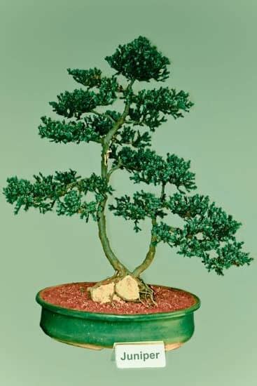 Qual E Il Significato Della Parola Giapponese Bonsai Mondo Bonsai