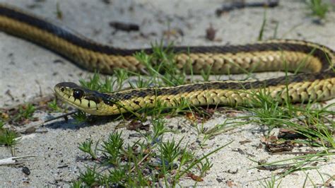 Common Garter Snake | MarkEisingBirding