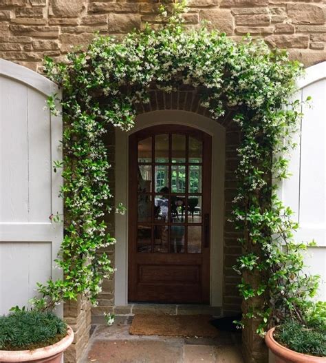 20 Pretty Evergreen Vines Ideas For Home Evergreen Vines Evergreen