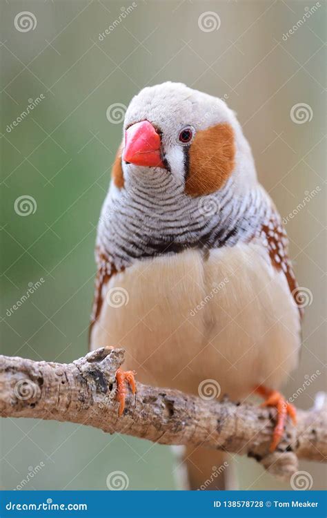 Zebra Finch Taeniopygia Guttata Stock Photo Image Of Perched Natural