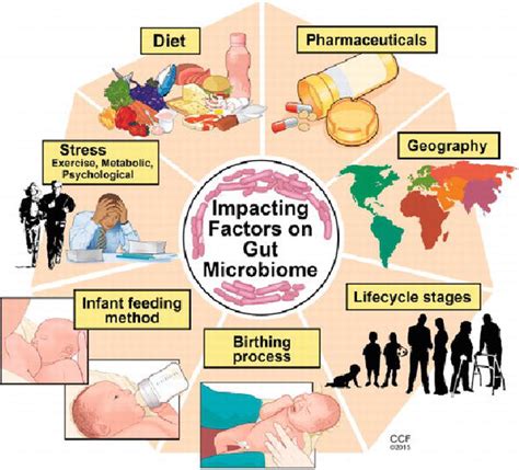 Gut Microbiome in Obesity Management | IntechOpen