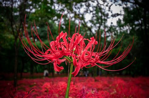 A flor vermelha popular nos animes: Lycoris Radiata - Sweet Magic