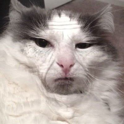 леофан (@tigggrrra1) | Twitter