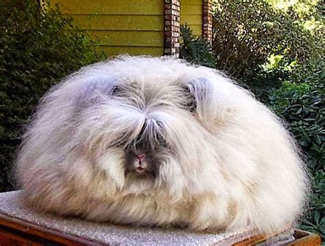 Wild World Angora Fluffy Bunnies Rabbit Breed Bunny Rabbits Fuzzy