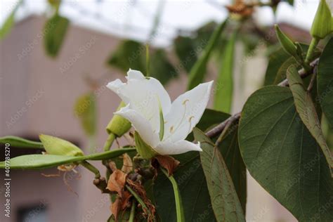 Foto De Bauhinia Acuminata Flowering Native To Tropical Southeastern