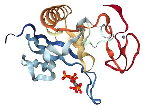 Btk Protein Overview Sino Biological