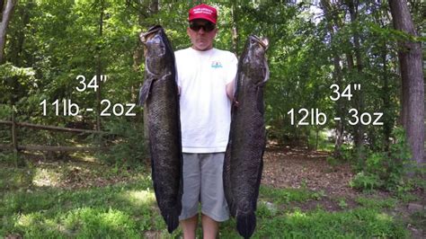 Best Snakehead Bowfishing Video Ever Giant Potomac River Snakeheads
