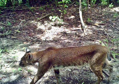 Bobcat Coat Color And Camouflage Winterberry Wildlife