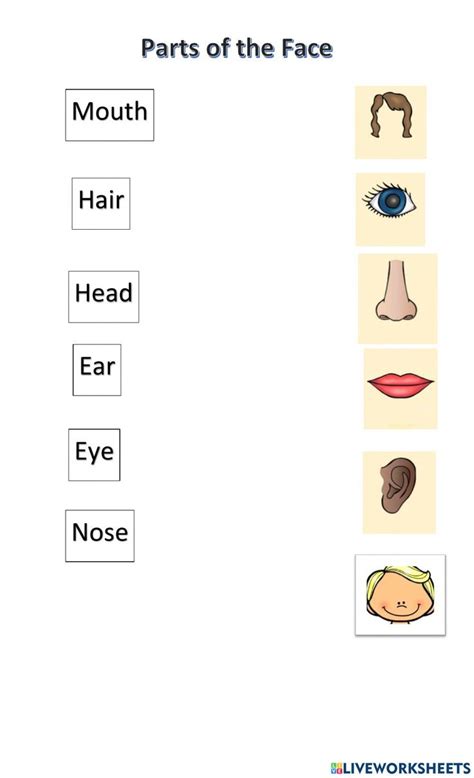 Parts Of The Face Worksheet