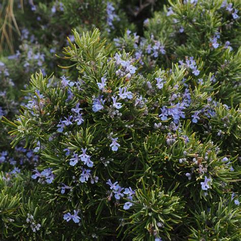 Romarin Rosmarinus Officinalis