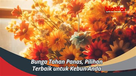 Bunga Tahan Panas Pilihan Terbaik Untuk Kebun Anda Biotifor