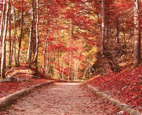 Foliage Nel Parco Dei Castelli Romani A Due Passi Da Roma Tutti I