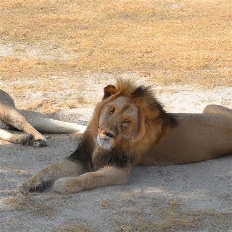 Qu Simboliza So Ar Con Leones Sueltos Descubre Su Significado En Tus