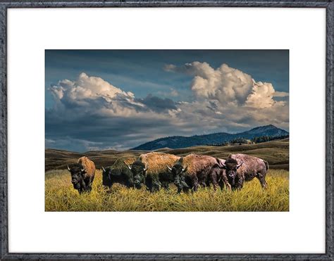 Buffalo Herd American Buffalo Yellowstone Buffalo Wyoming | Etsy