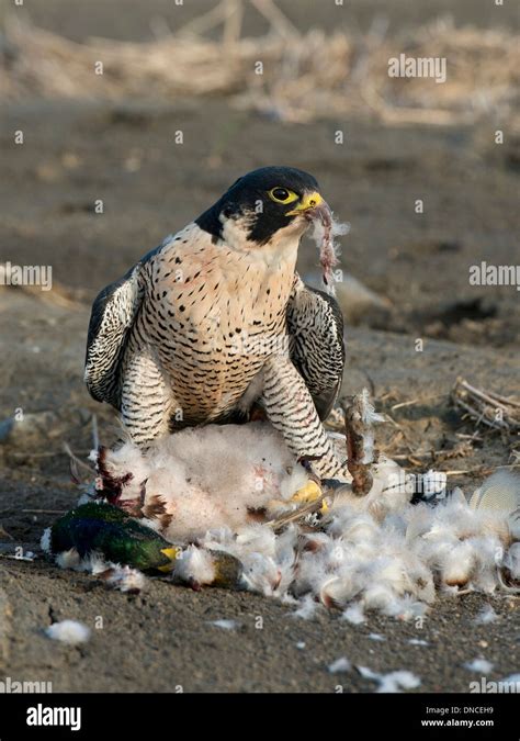 Hunting Peregrine Falcon Stock Photo - Alamy