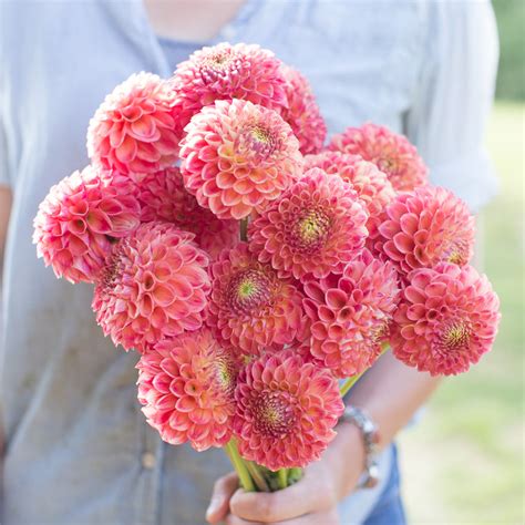 Dahlia Snoho Doris Floret Flower Farm