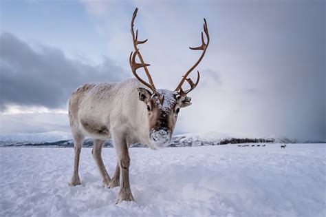 Stock Fotografie Portrét Sobi S Masivními Parohy Stáhnout Obrázek