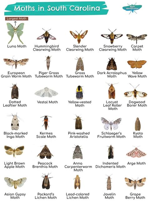 Types of Moths in South Carolina