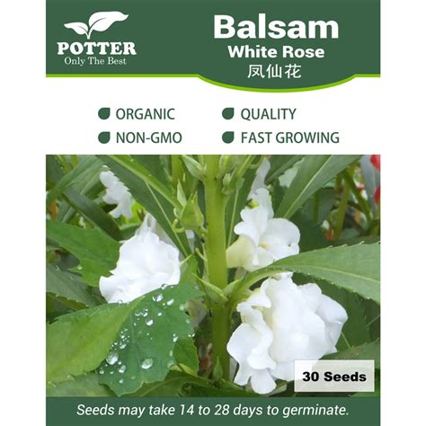 Balsam White Rose flower seeds - Sierra Flora