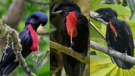 bare-necked umbrellabird (Cephalopterus glabricollis) is a species of ...