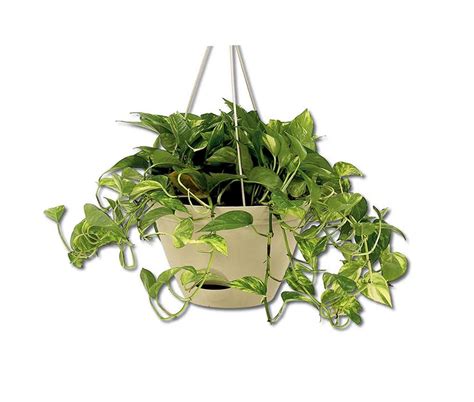 Flare Self Watering Hanging Planter Misco Home Garden