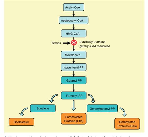 Figure From The Role Of Hydroxy Methylglutaryl Coenzyme A