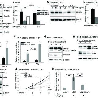 Prmt Is Essential For The Proliferation And Survival Of Human